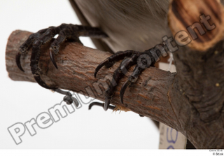 Bohemian waxwing Bombycilla garrulus claw foot 0001.jpg